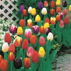 50 Tulipes à longues tiges en mélange - Des bouquets nés au jardin