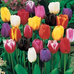 50 Tulipes à longues tiges en mélange - Des bouquets nés au jardin