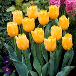 5 Tulipes longues tiges jaunes - Des bouquets jaunes tout prêts