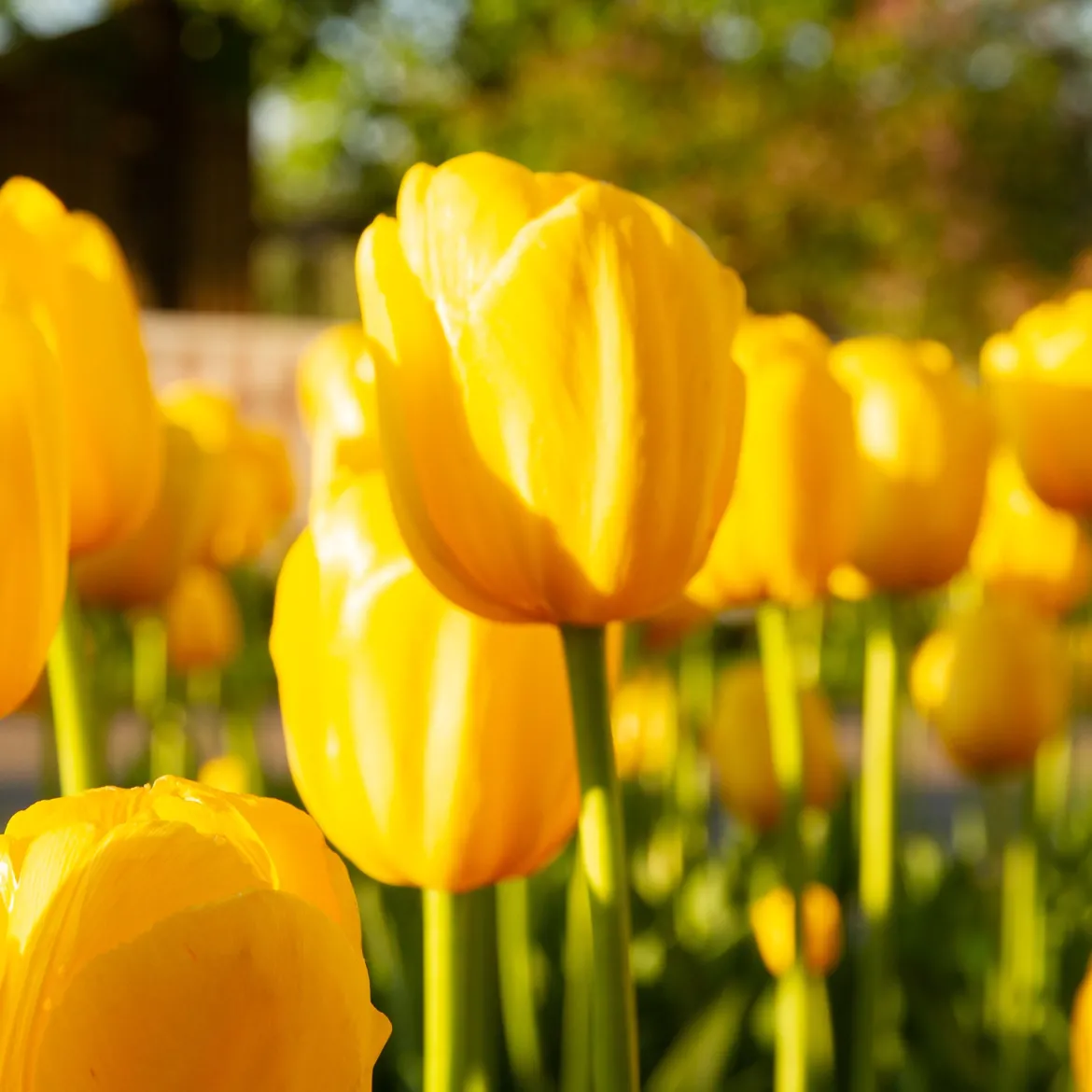 5 Tulipes longues tiges jaunes - Des bouquets jaunes tout prêts