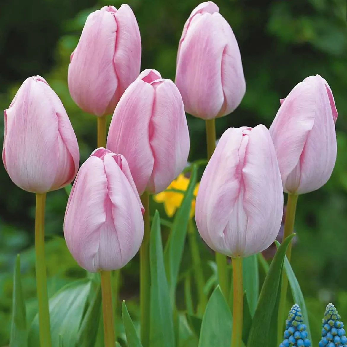 5 Tulipes longues tiges roses - Le bouquet rose maison