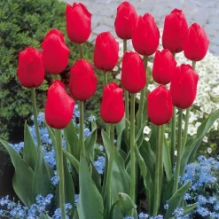 5 Tulipes longues tiges rouges - Un bouquet rouge maison