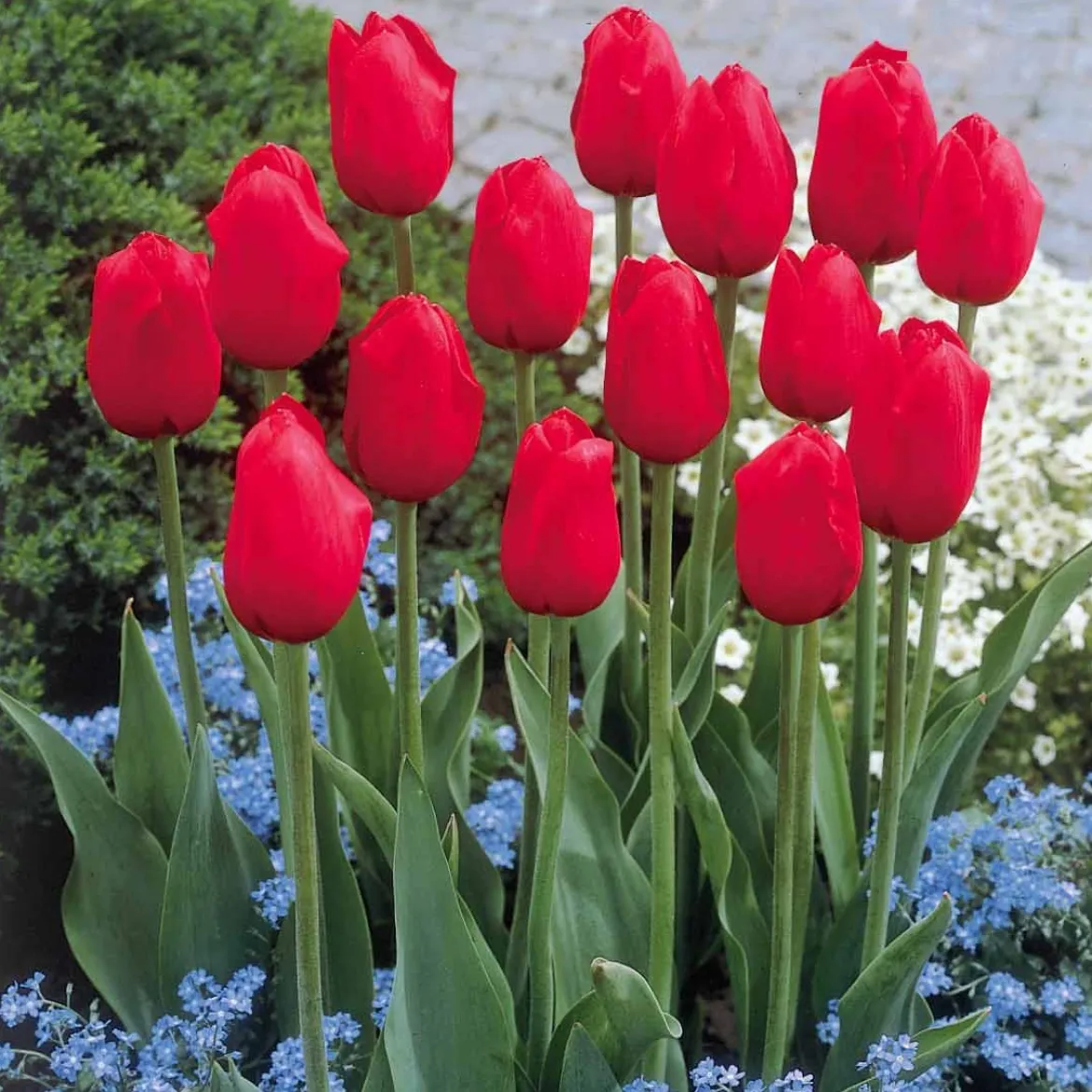 5 Tulipes longues tiges rouges - Un bouquet rouge maison