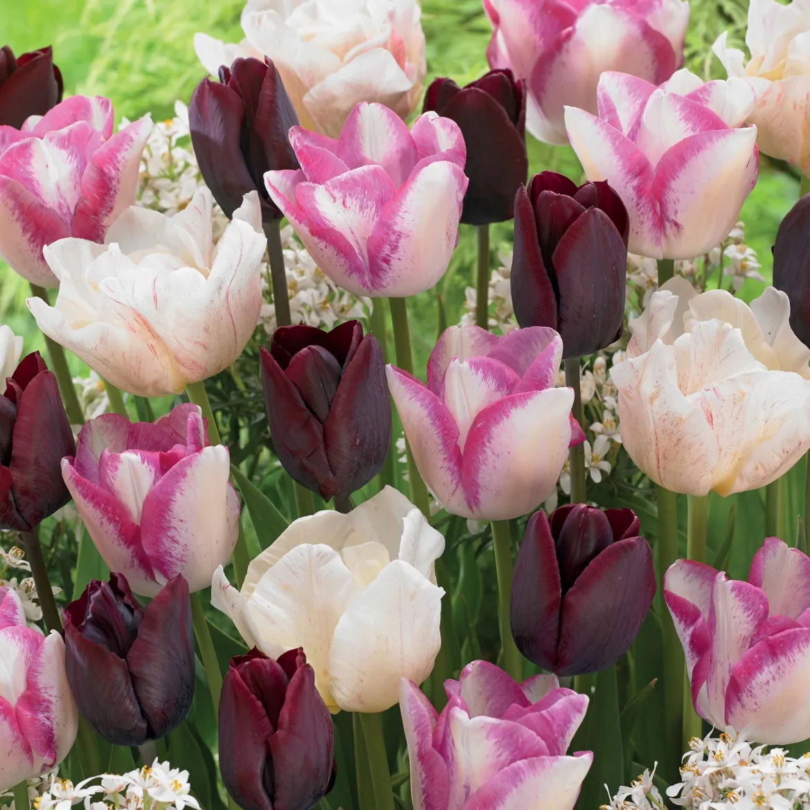 15 Tulipes longues tiges : Silk Road, Del Piero, Ronaldo en mélange - Des bouquets tout l'avril