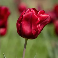 8 Tulipes Love Circle - Un massif qui claque