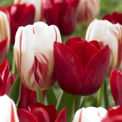 8 Tulipes Love Circle - Un massif qui claque