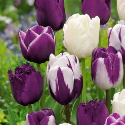 10 Tulipes mauves et blanches en mélange - Un massif chic sans effort