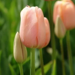 7 Tulipes Menton - Grandes tulipes rose corail