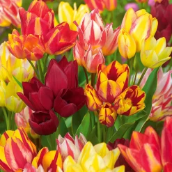 10 Tulipes multiflores en mélange - Un bouquet par bulbe