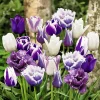 20 Tulipes Paradis en mélange - Un printemps haut en couleur