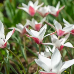 12 Tulipes Peppermint Stick - Des tulipes rayées uniques