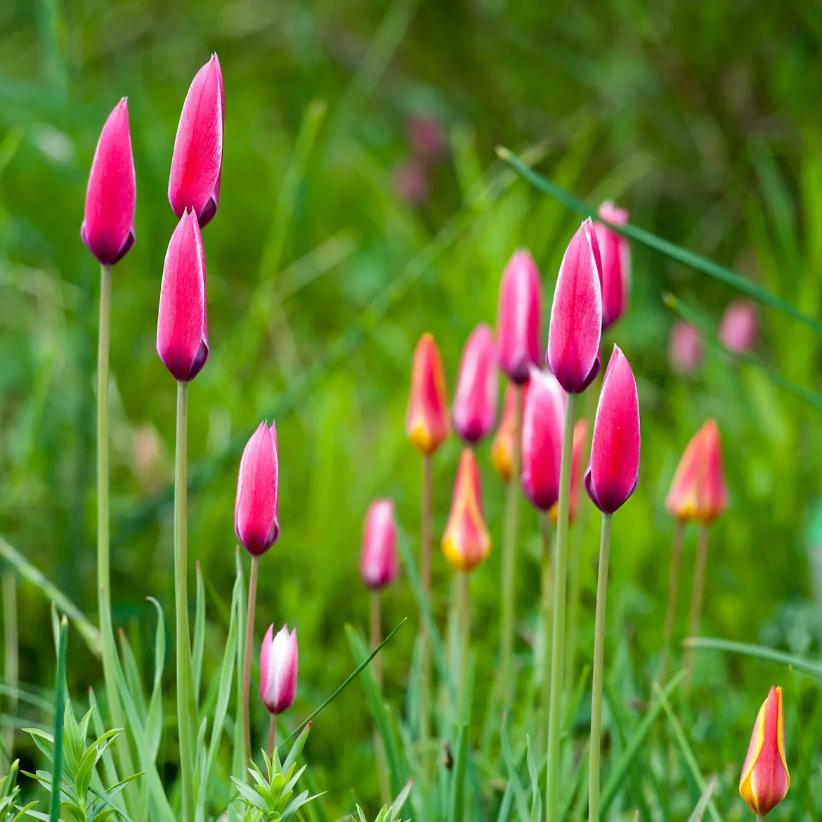 12 Tulipes Peppermint Stick - Des tulipes rayées uniques