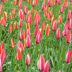12 Tulipes Peppermint Stick - Des tulipes rayées uniques