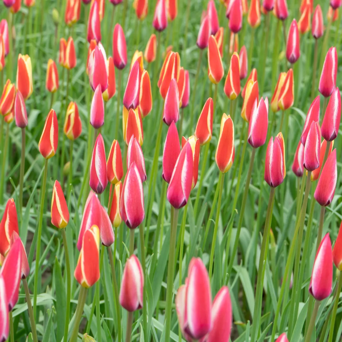 12 Tulipes Peppermint Stick - Des tulipes rayées uniques