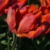 6 Tulipes perroquet Blumex - Des fleurs qui font sensation