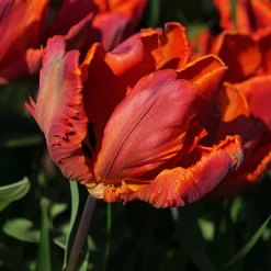 6 Tulipes perroquet Blumex - Des fleurs qui font sensation