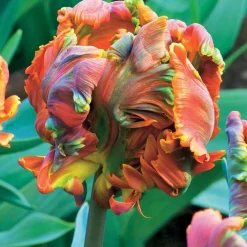 6 Tulipes perroquet Blumex - Des fleurs qui font sensation
