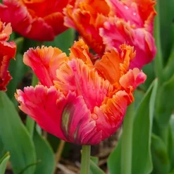 7 Tulipes perroquets Amazing Parrot - Des pétales frisés spectaculaires