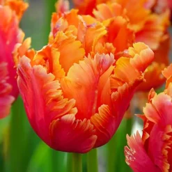 7 Tulipes perroquets Amazing Parrot - Des pétales frisés spectaculaires