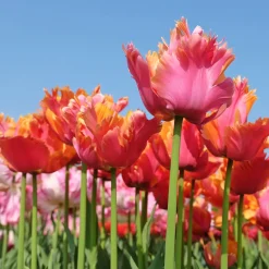 7 Tulipes perroquets Amazing Parrot - Des pétales frisés spectaculaires