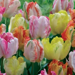 18 Tulipes perroquets pastel en mélange - Des fleurs qui font sensation