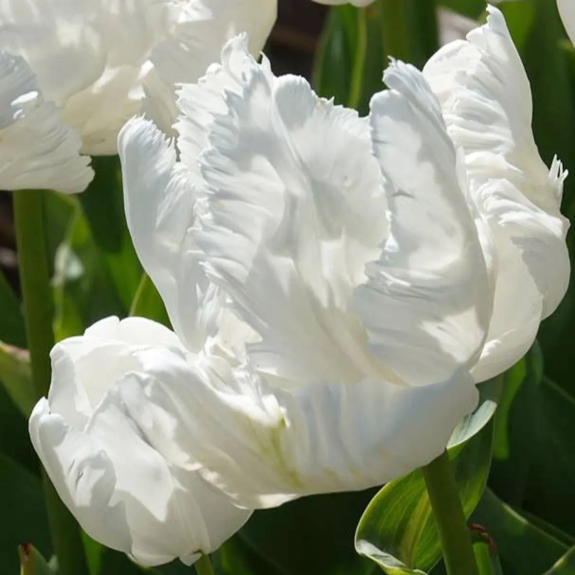 7 Tulipes perroquet White Parrot - Des fleurs qui semblent voler