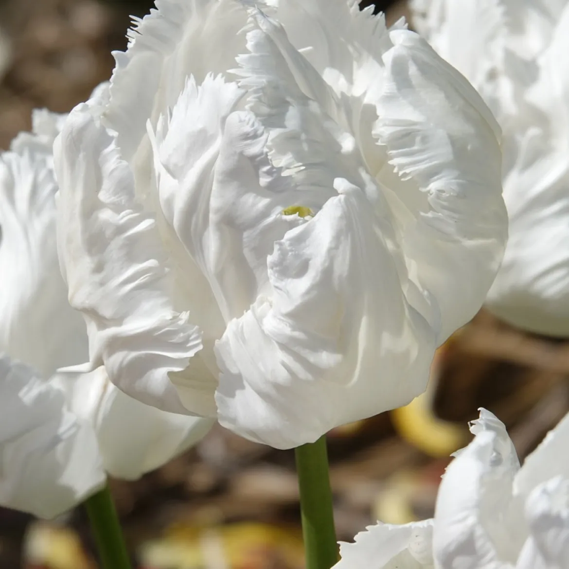 7 Tulipes perroquet White Parrot - Des fleurs qui semblent voler