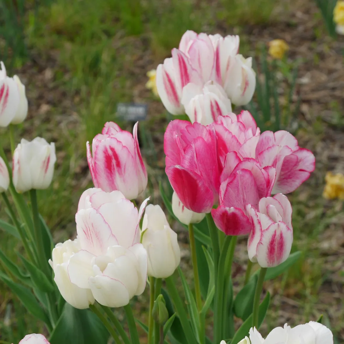 7 Tulipes Pluriflores Candy Club - Un bulbe, plusieurs fleurs
