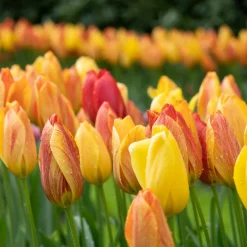 5 Tulipes 'Rhapsody of Smiles' - Le soleil au jardin