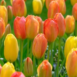 5 Tulipes 'Rhapsody of Smiles' - Le soleil au jardin
