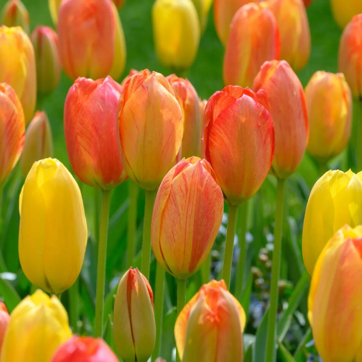 5 Tulipes 'Rhapsody of Smiles' - Le soleil au jardin