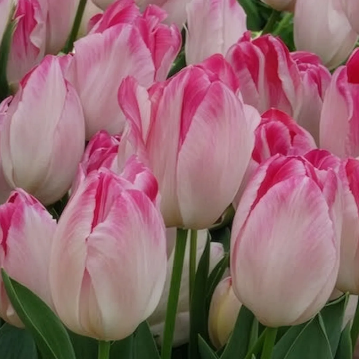 10 Tulipes Supri Erotic - Roses vibrantes dès avril