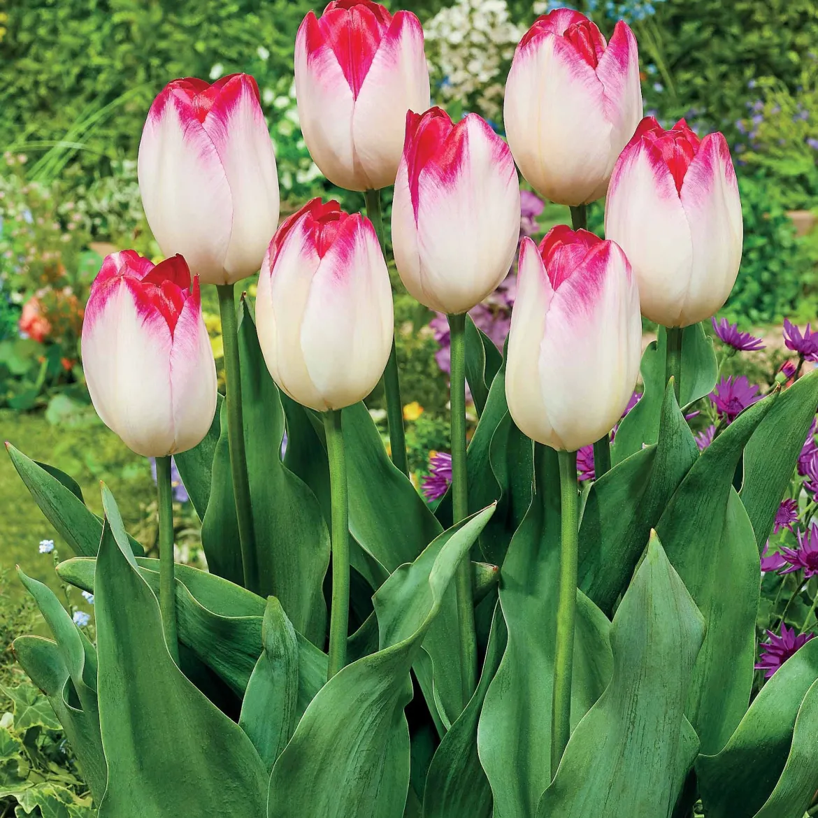 10 Tulipes Supri Erotic - Roses vibrantes dès avril