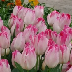 10 Tulipes Supri Erotic - Roses vibrantes dès avril