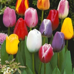20 Tulipes tardives en mélange - Le feu d'artifice de mai