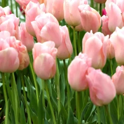 7 Tulipes Triomphe Apricot Beauty - L'abricot qui parfume avril