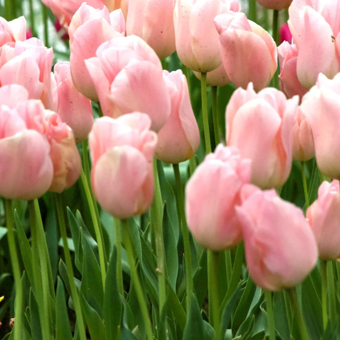 7 Tulipes Triomphe Apricot Beauty - L'abricot qui parfume avril