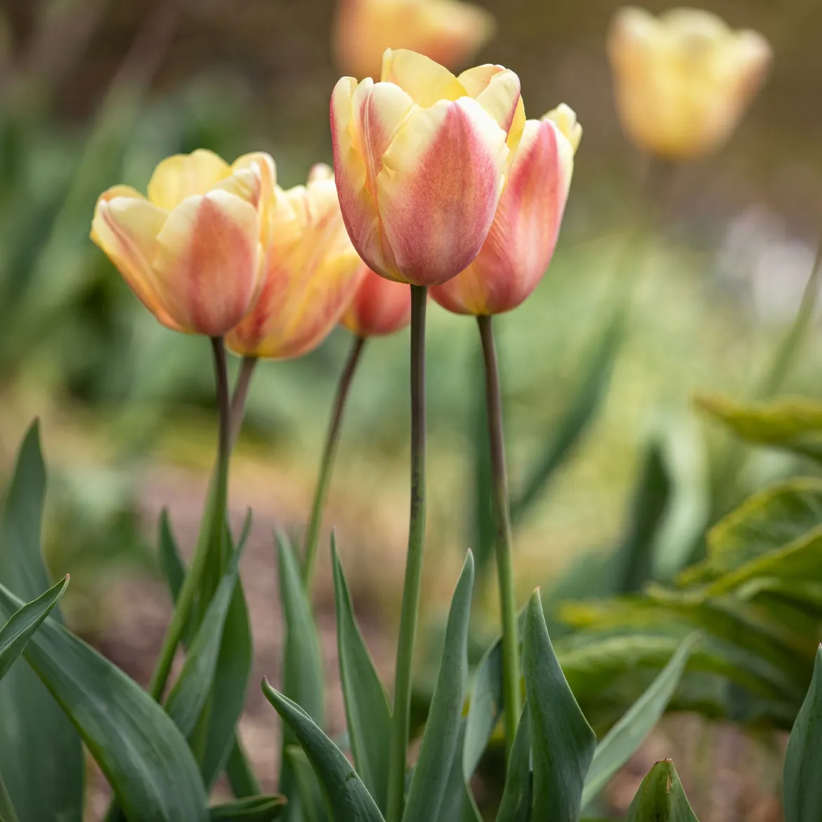 10 Tulipes Triomphe Apricot Foxx - Un abricot lumineux au jardin