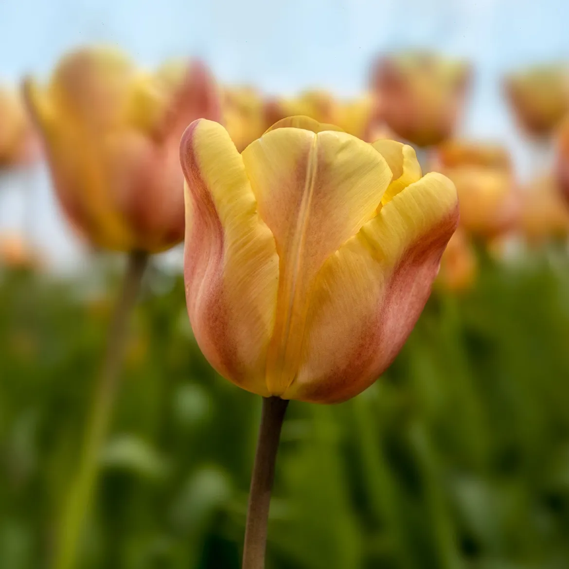 10 Tulipes Triomphe Apricot Foxx - Un abricot lumineux au jardin