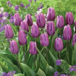 10 Tulipes triomphe Blue Beauty - Le bleu rare au jardin