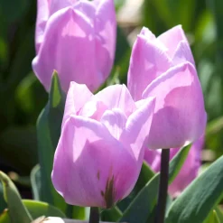 10 Tulipes Triomphe Candy Prince - Le violet doux du printemps