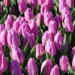 10 Tulipes Triomphe Candy Prince - Le violet doux du printemps