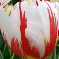 10 Tulipes Triomphe Carnaval de Rio - Un feu d'artifice au jardin