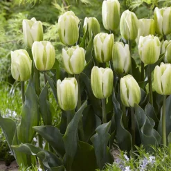 7 Tulipes Triomphe Green Spirit - La tulipe verte qui dure