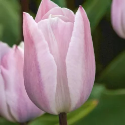 7 Tulipes Triomphe Silver Cloud - Rose tendre, effet nuage