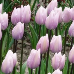 7 Tulipes Triomphe Silver Cloud - Rose tendre, effet nuage