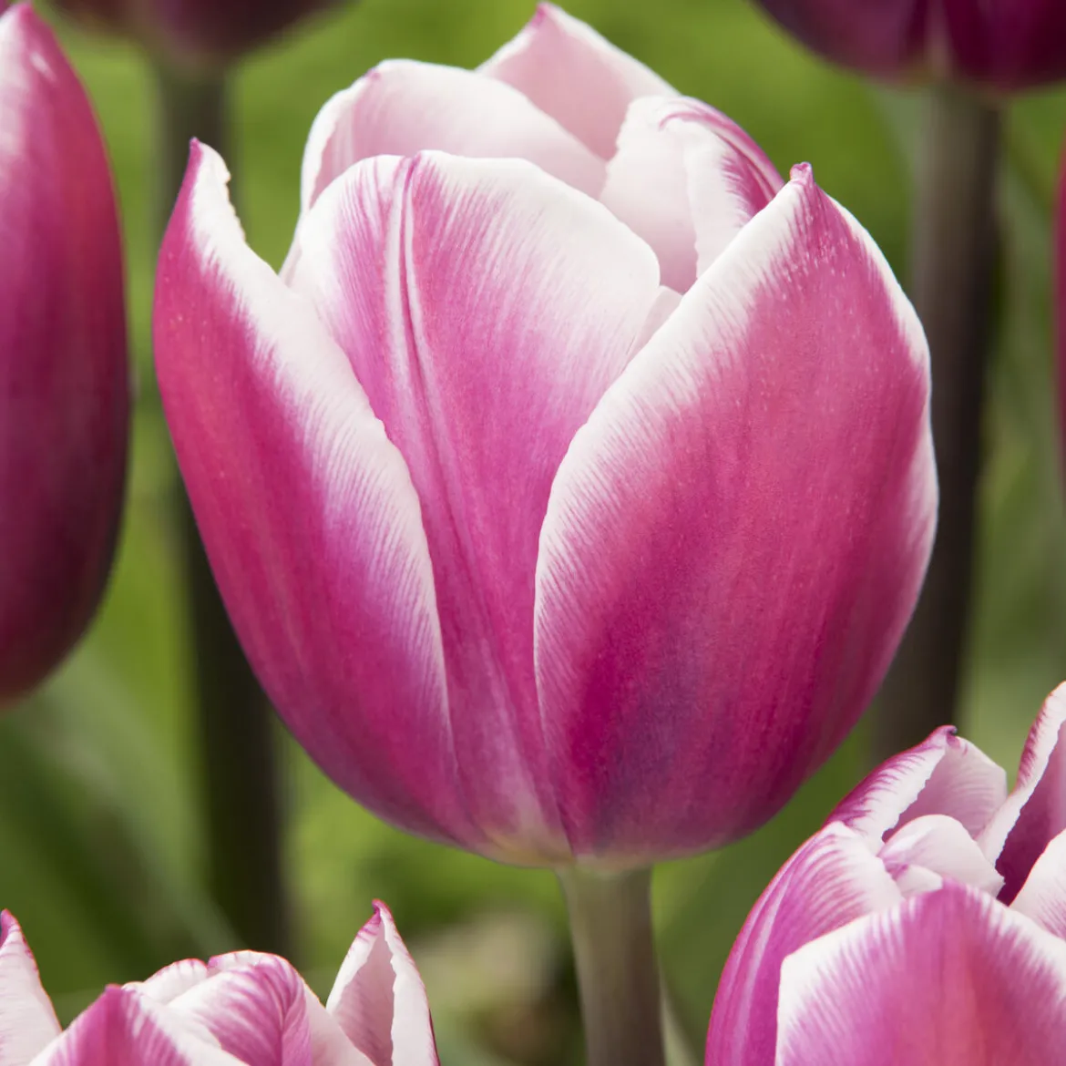 7 Tulipes Triomphe Synaeda blue - Le violet qui change tout