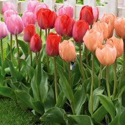 25 Tulipes Van Eijk en mélange - Un massif éclatant sans effort