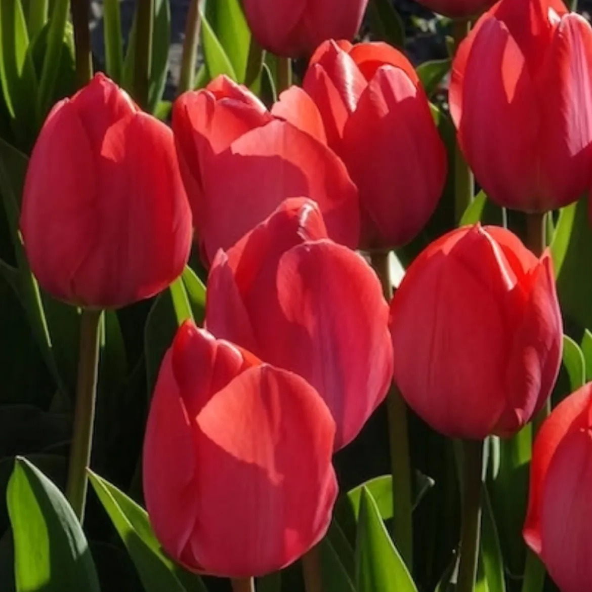 10 Tulipes Van Eijk - Un rose éclatant au jardin