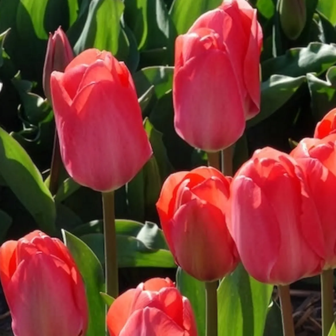 10 Tulipes Van Eijk - Un rose éclatant au jardin
